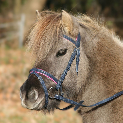 Brida Unicorn Waldhausen - Imagen 2