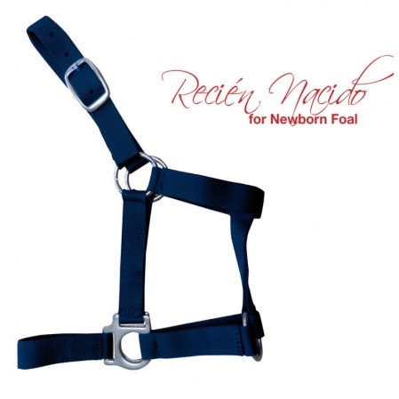 Cabezada cuadra potro recién nacido - Imagen 4