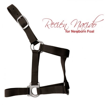 Cabezada cuadra potro recién nacido - Imagen 6