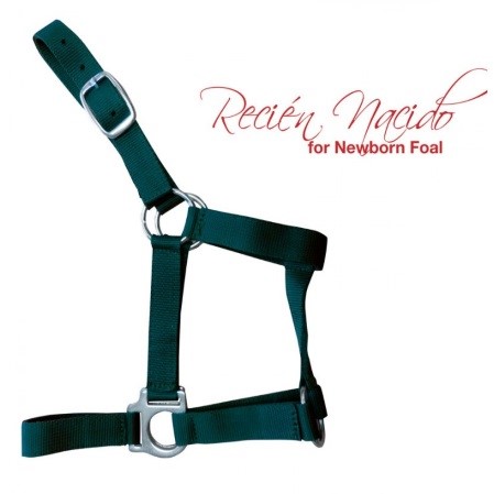 Cabezada cuadra potro recién nacido - Imagen 7