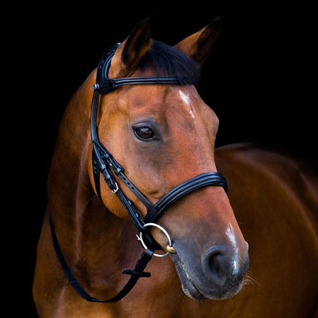 Cabezada Stubben Freedom - Imagen 3