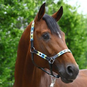 Cabezada cuadra caballos argentina