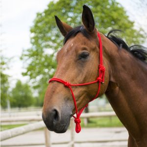 Cabezada nudos Standard