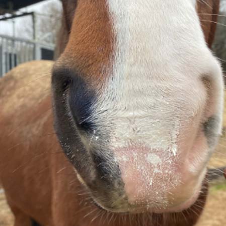 Crema sol caballos Solaren - Imagen 4