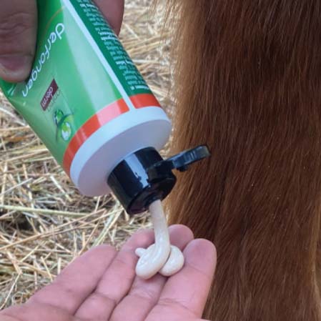 Derfongen arestines y hongos