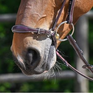 Muserola alemana Week