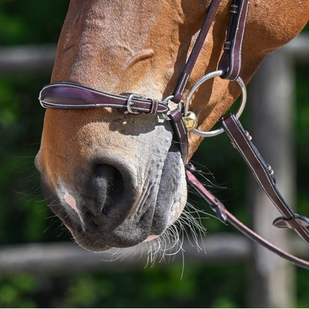 Muserola alemana Week - Imagen 2